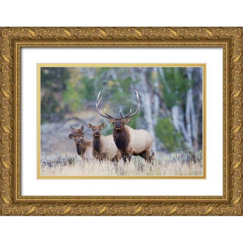 Rocky Mountain Bull Elk with Harem of Cows Gold Ornate Wood Framed Art Print with Double Matting by Archer, Ken