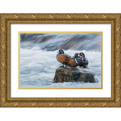 Harlequin Drakes resting in the rapids Gold Ornate Wood Framed Art Print with Double Matting by Archer, Ken