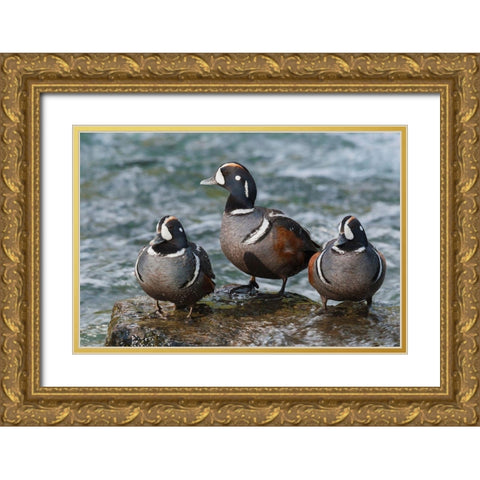 Harlequin Ducks Gold Ornate Wood Framed Art Print with Double Matting by Archer, Ken