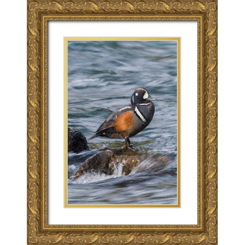Harlequin Drake Gold Ornate Wood Framed Art Print with Double Matting by Archer, Ken