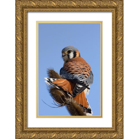 American Kestrel Gold Ornate Wood Framed Art Print with Double Matting by Archer, Ken