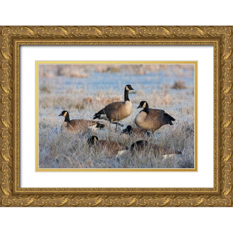 Frosty Morning-Cackling Canada Geese Gold Ornate Wood Framed Art Print with Double Matting by Archer, Ken