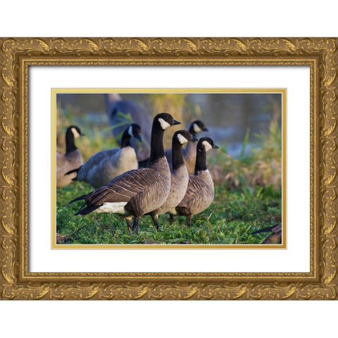 Lesser (Cackling) Canada Geese Gold Ornate Wood Framed Art Print with Double Matting by Archer, Ken