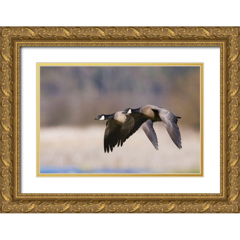 Lesser Canada Geese Flying Past Gold Ornate Wood Framed Art Print with Double Matting by Archer, Ken