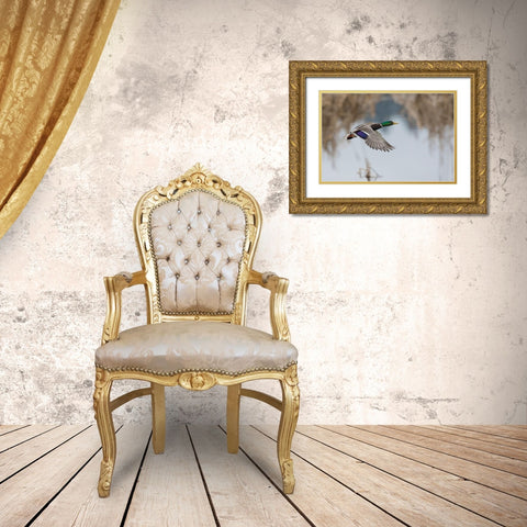 Mallard Drake Taking Flight Gold Ornate Wood Framed Art Print with Double Matting by Archer, Ken
