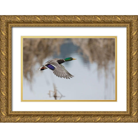Mallard Drake Taking Flight Gold Ornate Wood Framed Art Print with Double Matting by Archer, Ken