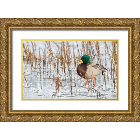Mallard Duck-frozen pond Gold Ornate Wood Framed Art Print with Double Matting by Archer, Ken