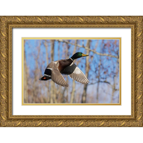 Mallard in Flight-wooded habitat Gold Ornate Wood Framed Art Print with Double Matting by Archer, Ken