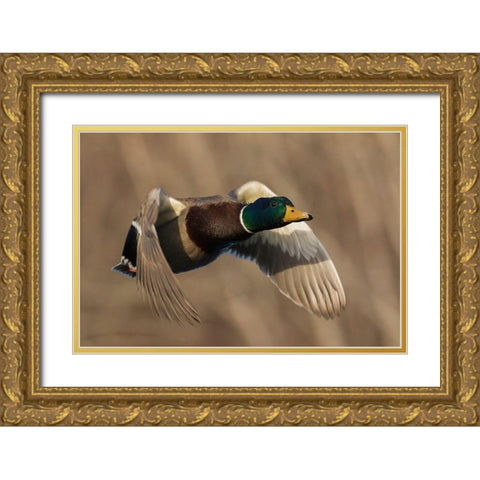 Mallard Drake in Flight Gold Ornate Wood Framed Art Print with Double Matting by Archer, Ken