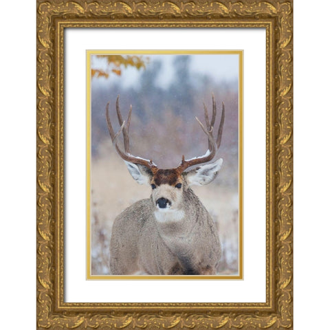 Mule Deer Buck-late autumn snow Gold Ornate Wood Framed Art Print with Double Matting by Archer, Ken