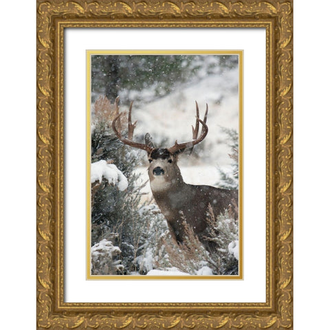 Mule Deer Buck Gold Ornate Wood Framed Art Print with Double Matting by Archer, Ken