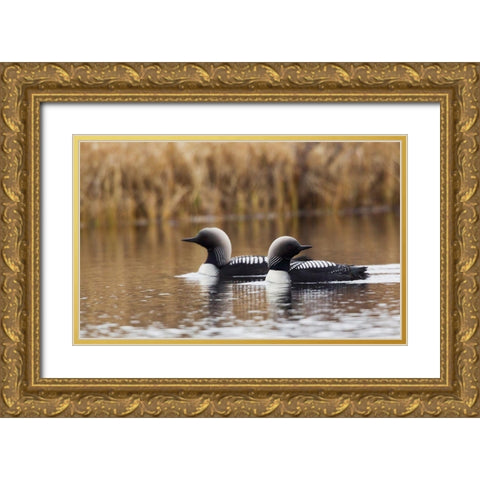 Pacific Loon Pair Gold Ornate Wood Framed Art Print with Double Matting by Archer, Ken