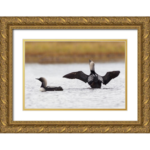 Pacific Loon Pair Gold Ornate Wood Framed Art Print with Double Matting by Archer, Ken
