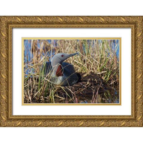 Red-throated Loon Sitting on Nest Gold Ornate Wood Framed Art Print with Double Matting by Archer, Ken