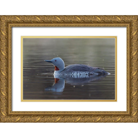 Red-throated Loon Gold Ornate Wood Framed Art Print with Double Matting by Archer, Ken