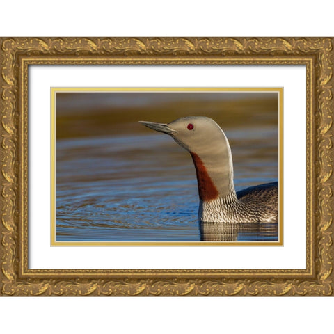 Red-throated Loon Close-up Gold Ornate Wood Framed Art Print with Double Matting by Archer, Ken