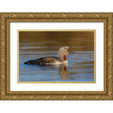 Red-throated Loon Calling Gold Ornate Wood Framed Art Print with Double Matting by Archer, Ken