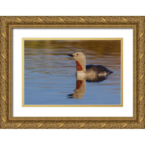 Red-throated Loon Gold Ornate Wood Framed Art Print with Double Matting by Archer, Ken