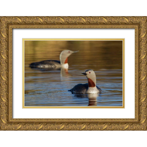 Red-throated Loon Pair Gold Ornate Wood Framed Art Print with Double Matting by Archer, Ken