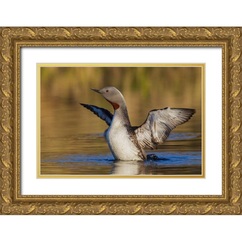 Red-throated Loon Gold Ornate Wood Framed Art Print with Double Matting by Archer, Ken