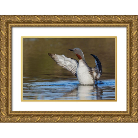 Red-throated Loon Drying Wings Gold Ornate Wood Framed Art Print with Double Matting by Archer, Ken