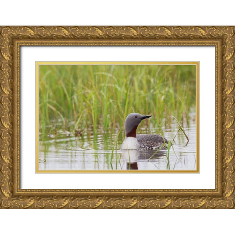 Red-throated Loon-Arctic Wetland Gold Ornate Wood Framed Art Print with Double Matting by Archer, Ken
