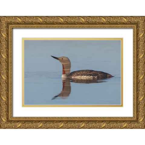 Red-throated Loon-misty morning Gold Ornate Wood Framed Art Print with Double Matting by Archer, Ken