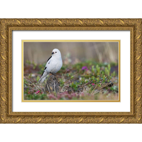 Snow Bunting-arctic tundra habitat Gold Ornate Wood Framed Art Print with Double Matting by Archer, Ken