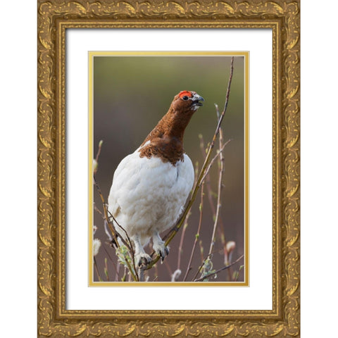 Willow Ptarmigan-Voice of the Arctic Tundra Gold Ornate Wood Framed Art Print with Double Matting by Archer, Ken