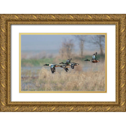Northern Shoveler-Courtship flight Gold Ornate Wood Framed Art Print with Double Matting by Archer, Ken