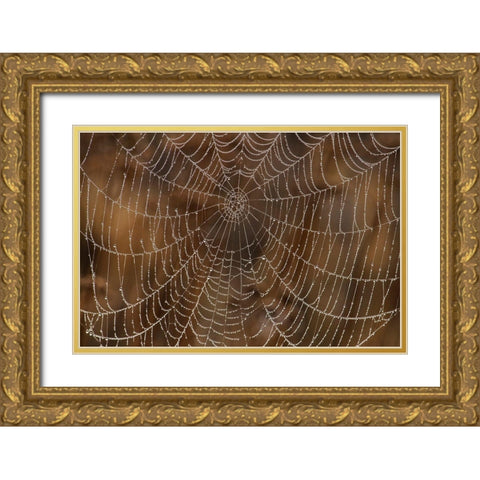 Morning Dew on Orb Spider Web Gold Ornate Wood Framed Art Print with Double Matting by Archer, Ken
