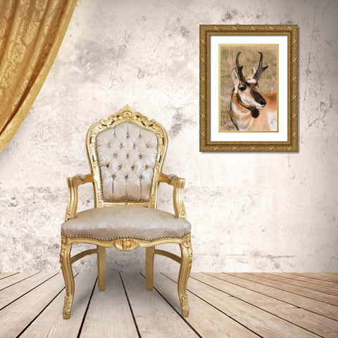 Pronghorn Antelope Buck Gold Ornate Wood Framed Art Print with Double Matting by Archer, Ken