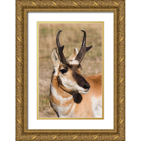 Pronghorn Antelope Buck Gold Ornate Wood Framed Art Print with Double Matting by Archer, Ken