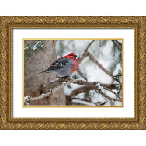 Pine Grosbeak-winter survivor Gold Ornate Wood Framed Art Print with Double Matting by Archer, Ken