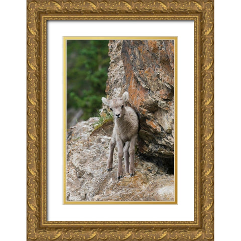Bighorn Sheep Lamb Gold Ornate Wood Framed Art Print with Double Matting by Archer, Ken