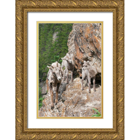 Bighorn Sheep Ewe with young twins Gold Ornate Wood Framed Art Print with Double Matting by Archer, Ken