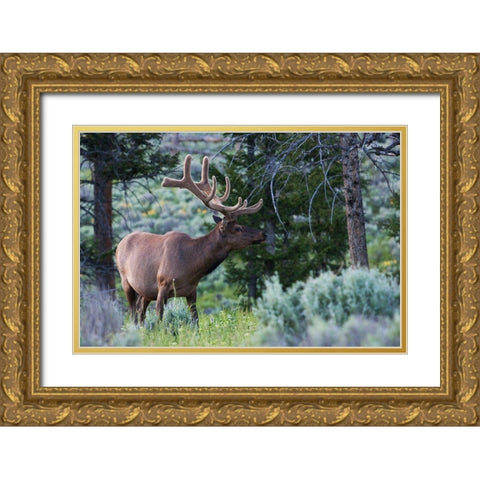Rocky Mountain Bull Elk-Spring Velvet Antlers Gold Ornate Wood Framed Art Print with Double Matting by Archer, Ken