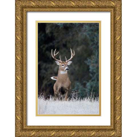 White-tailed Deer Buck Gold Ornate Wood Framed Art Print with Double Matting by Archer, Ken