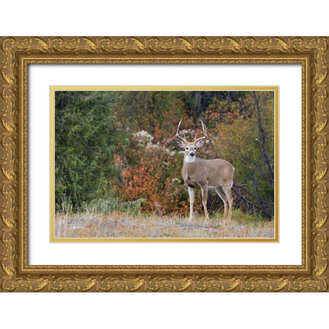 White-tailed Deer Buck Gold Ornate Wood Framed Art Print with Double Matting by Archer, Ken