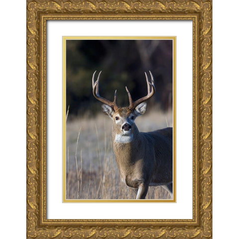 White-tailed Deer Buck Gold Ornate Wood Framed Art Print with Double Matting by Archer, Ken