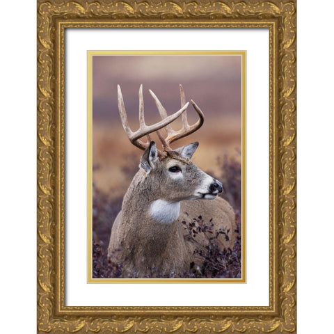 White-tailed Deer Buck Gold Ornate Wood Framed Art Print with Double Matting by Archer, Ken