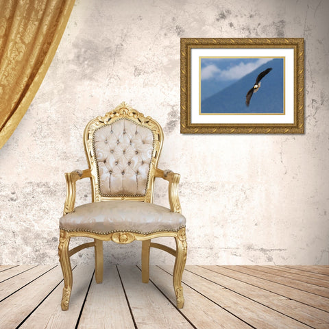 Bald Eagle Gold Ornate Wood Framed Art Print with Double Matting by Archer, Ken