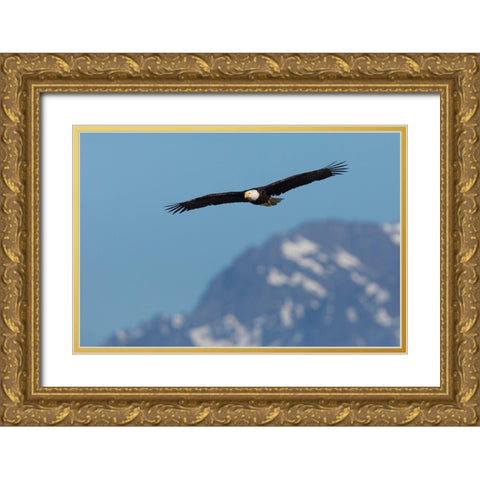 Bald eagle Gold Ornate Wood Framed Art Print with Double Matting by Archer, Ken
