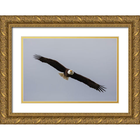 Bald Eagle Gold Ornate Wood Framed Art Print with Double Matting by Archer, Ken