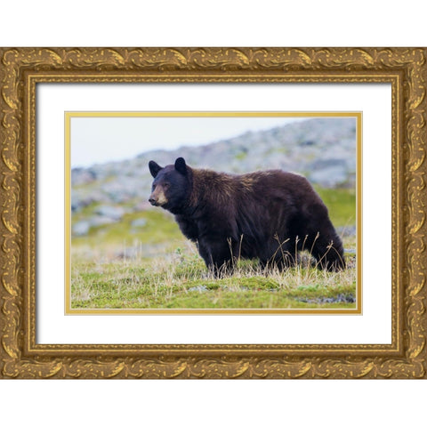 Black Bear-Big Boar Gold Ornate Wood Framed Art Print with Double Matting by Archer, Ken