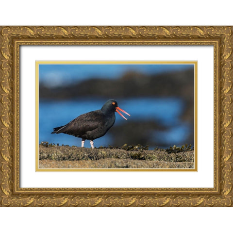 Black Oystercatcher Calling Gold Ornate Wood Framed Art Print with Double Matting by Archer, Ken