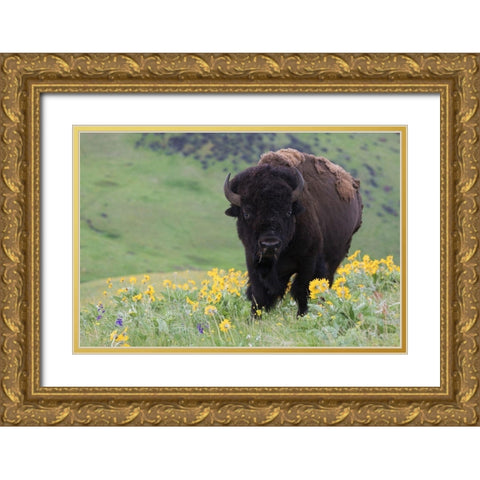 Bison-Balsa Root Blooms Gold Ornate Wood Framed Art Print with Double Matting by Archer, Ken