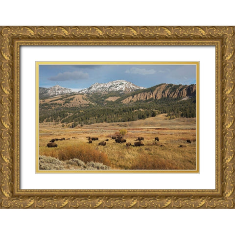Bison in Lamar Valley-Yellowstone National Park Gold Ornate Wood Framed Art Print with Double Matting by Archer, Ken