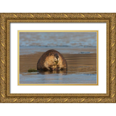 Beaver-foraging in early winter Gold Ornate Wood Framed Art Print with Double Matting by Archer, Ken