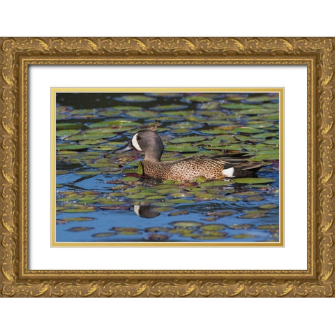 Blue-winged Teal Drake Gold Ornate Wood Framed Art Print with Double Matting by Archer, Ken